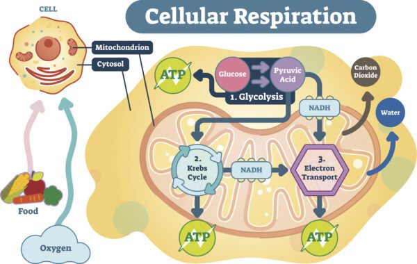 cellular respiration energy process