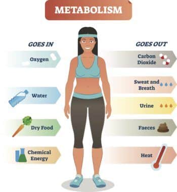 How activities affect the metabolism. BMR Fitness Goal