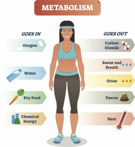 Metabolism system