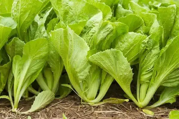 Fresh-Mustard-Greens-Growing-in-the-Garden Vegetable Healthy Diet
