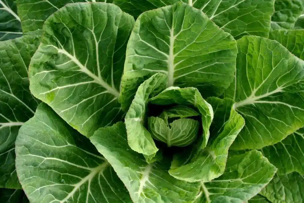 collard-greens-contain-many-nutrients vegetable healthy diet