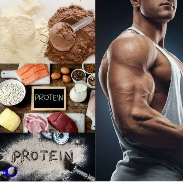 protein muscle Beginner's Guide  Bodybuilding Programs