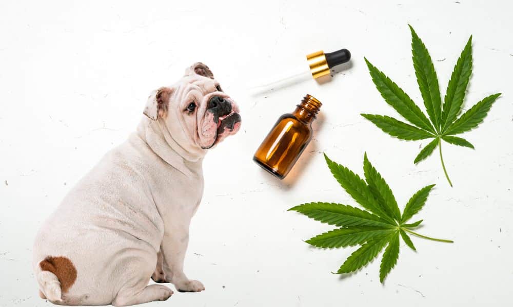 Are CBD Pet Treats The Best Option For Dogs