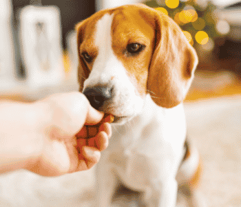 Are CBD Pet Treats The Best Option For Dogs