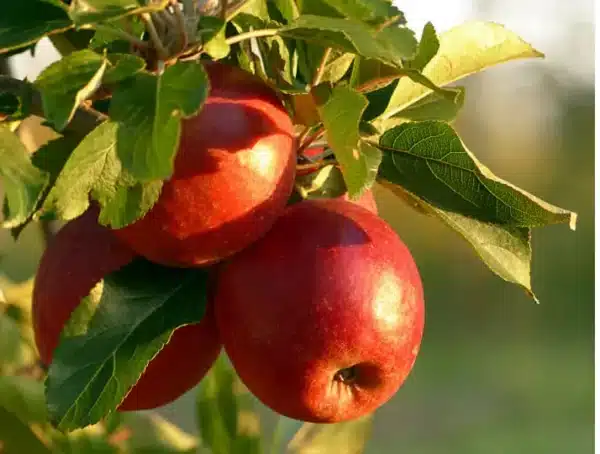 apple fruit outdoors tree healthy food