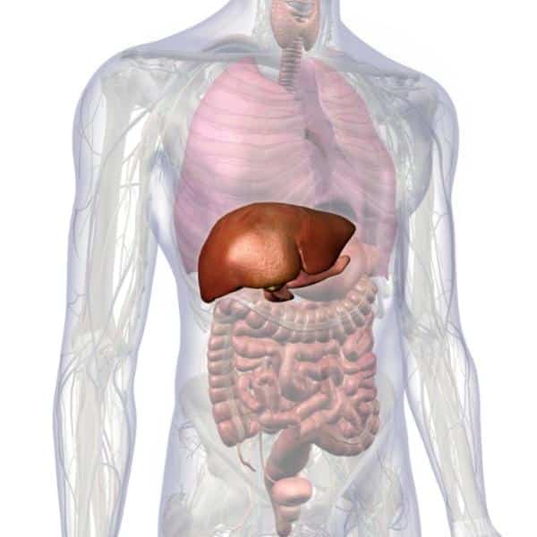 Healthy-Liver-In-the-Human-Body. organs of the metabolism
