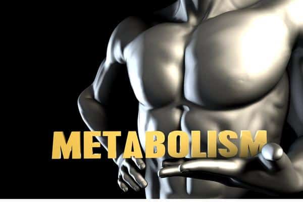 Metabolism the organ that determines fitness success