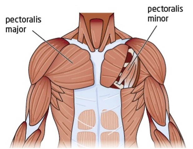 anatomy of the chest with pectoralis major and minor