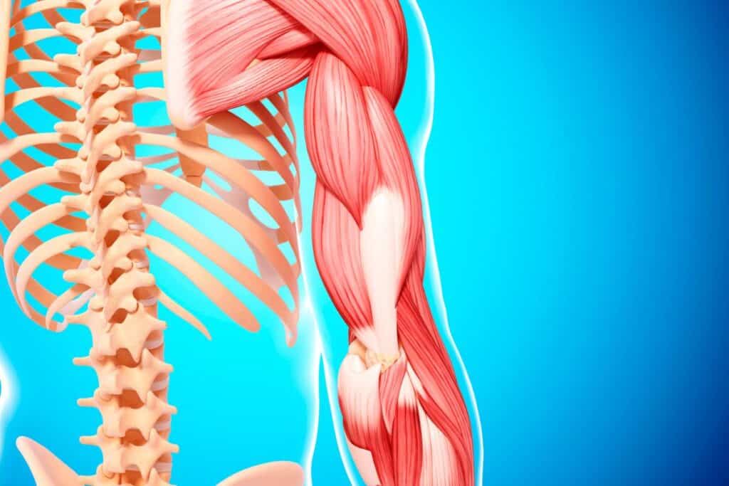 Why Dips are Effective for Triceps muscle Growth 