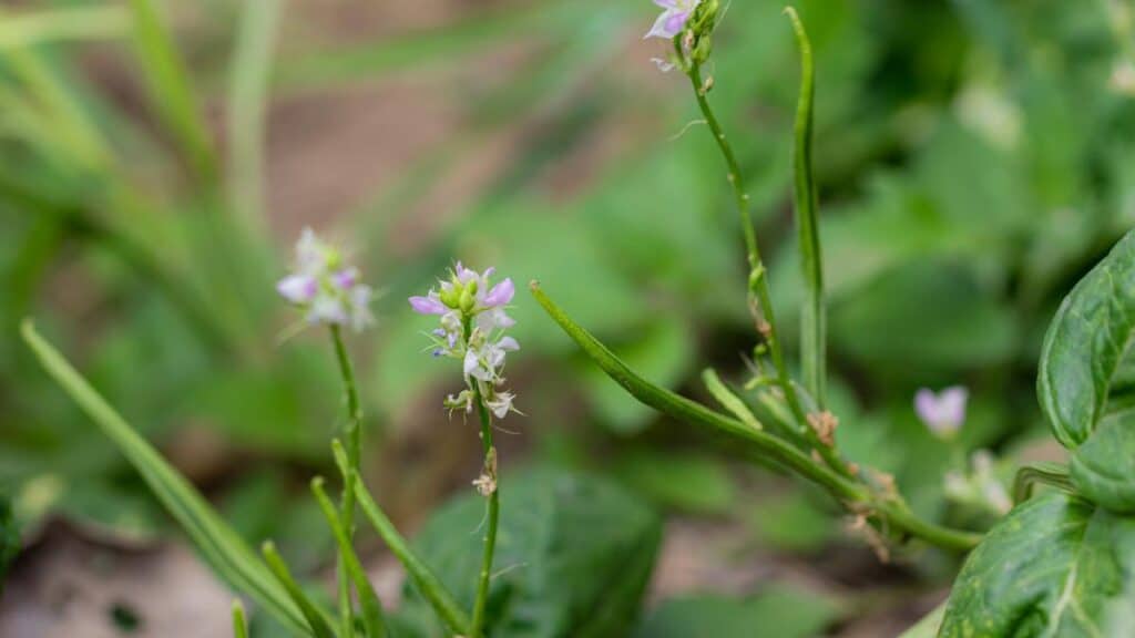 Group of flowers of Guar bean (Guar gum, also called guara ) plant blooming in the agriculture field.
