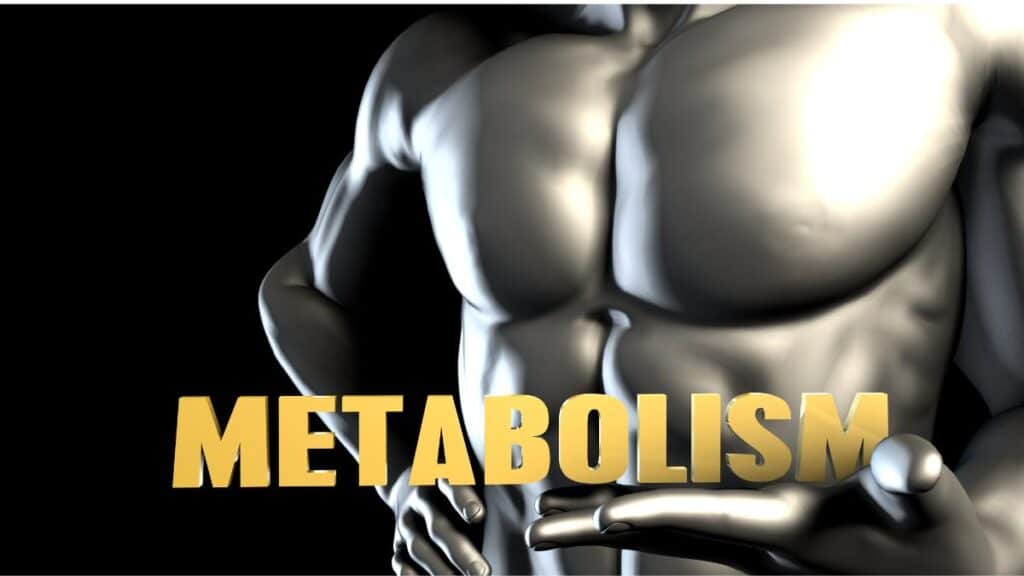 How to Determine Basal Metabolic Rate and Utilize It in Your Fitness Journey