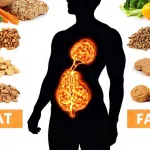 How the Body Uses Fat for Health and Fitness